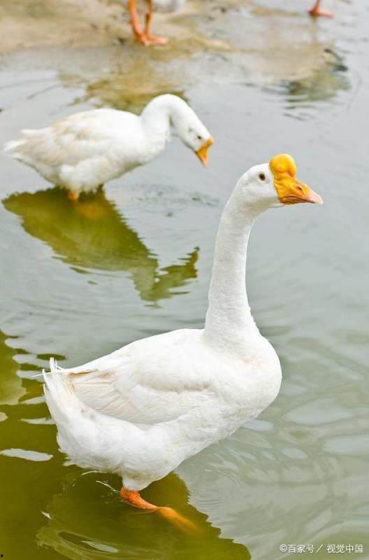 公鹅母鹅图片,探寻鹅界中的和谐共生